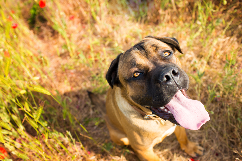 Brown Dog in a Grassy Field