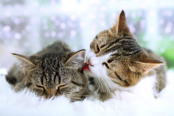 Brown and white cat licking another cat