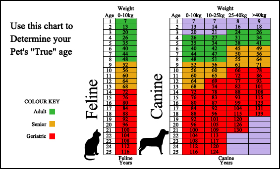 Waterford Pet Hospital - Surveillance Screening