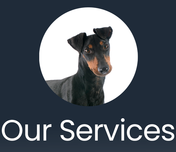 Our Services Icon