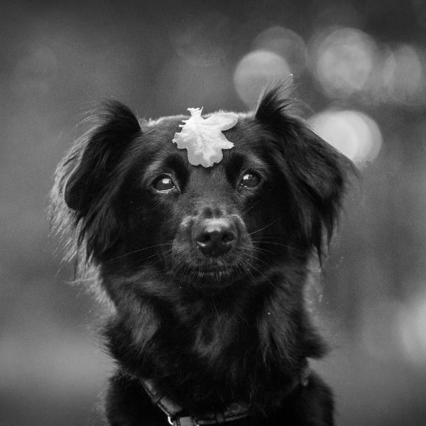 Black Dog with Leaf